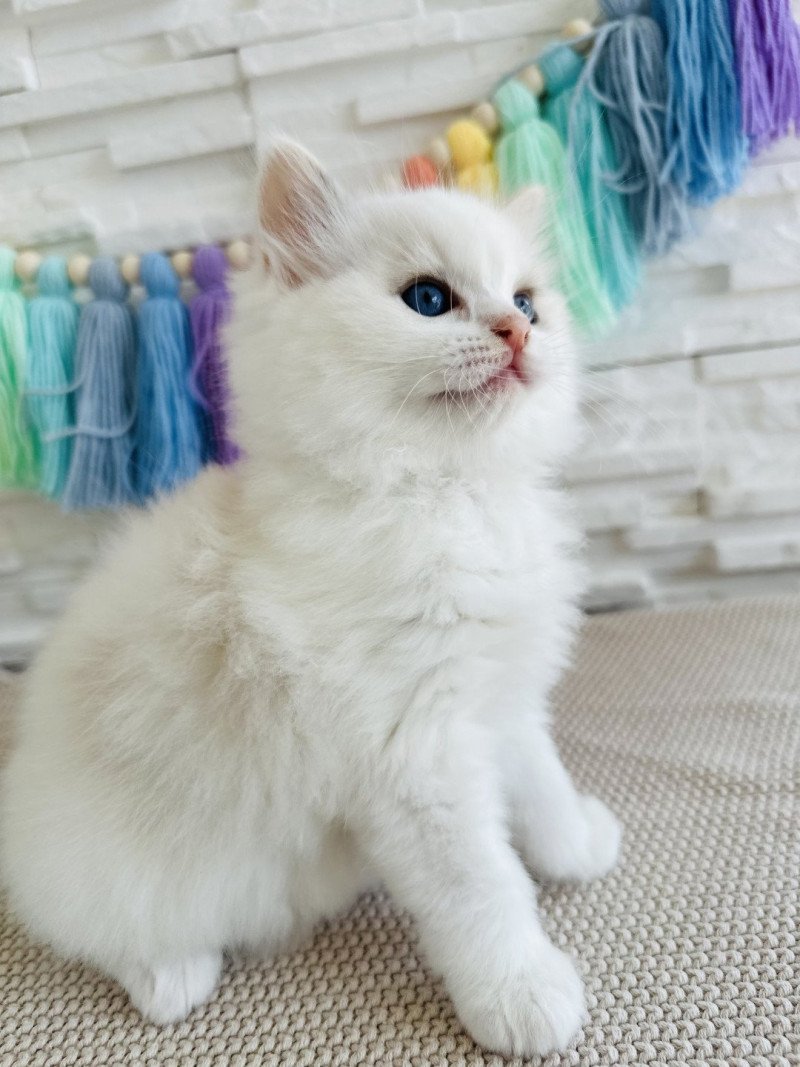 Arc-en-Ciel Femelle Ragdoll