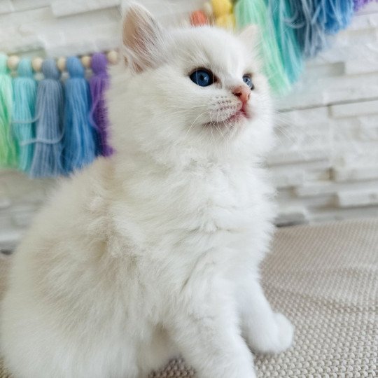 Arc-en-Ciel Femelle Ragdoll