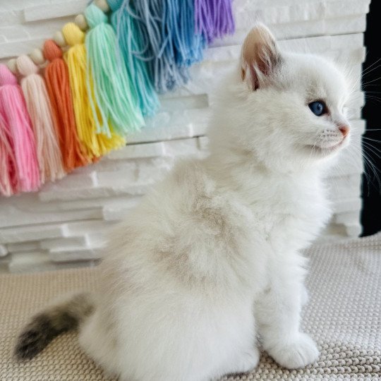 chaton Ragdoll blue tortie bicolor Arc-en-Ciel Chatterie des Nuits d'Or
