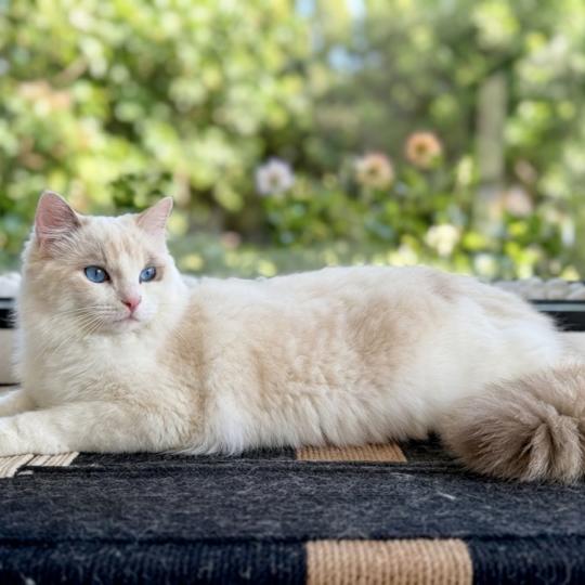 Arc-en-Ciel des Nuits d'Or Femelle Ragdoll