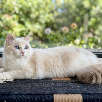 chat Ragdoll blue tortie bicolor Arc-en-Ciel Chatterie des Nuits d'Or