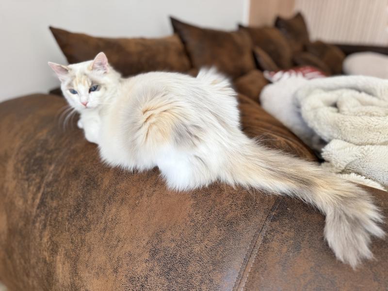 Arc-en-Ciel des Nuits d'Or Femelle Ragdoll