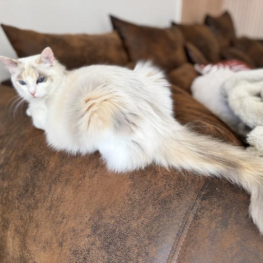 Arc-en-Ciel des Nuits d'Or Femelle Ragdoll