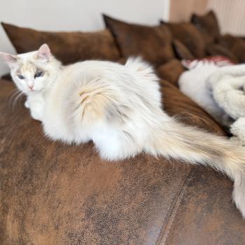 chat Ragdoll blue tortie bicolor Arc-en-Ciel Chatterie des Nuits d'Or