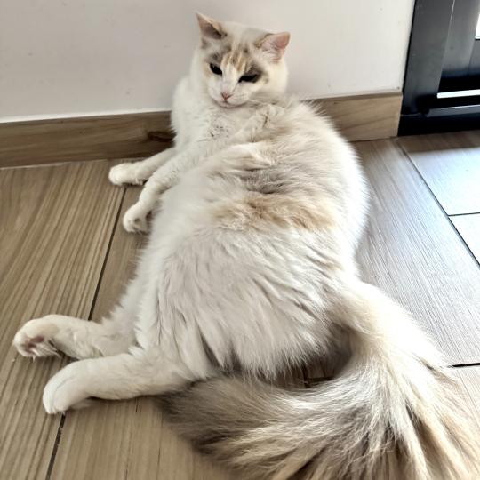 chat Ragdoll blue tortie bicolor Arc-en-Ciel Chatterie des Nuits d'Or