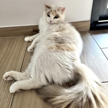 chat Ragdoll blue tortie bicolor Arc-en-Ciel Chatterie des Nuits d'Or