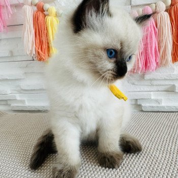 chaton Ragdoll seal point Aslan Chatterie des Nuits d'Or