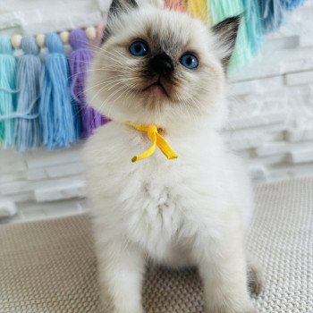 chaton Ragdoll seal point Aslan Chatterie des Nuits d'Or