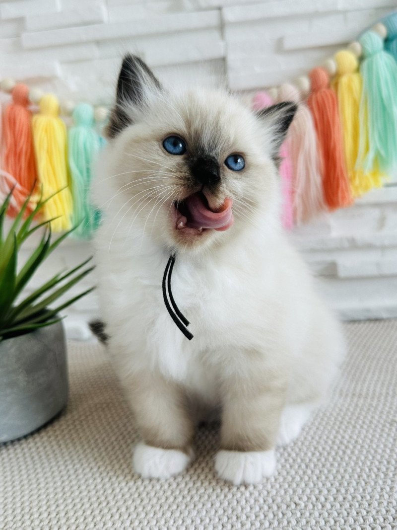 Aristo Mâle Ragdoll