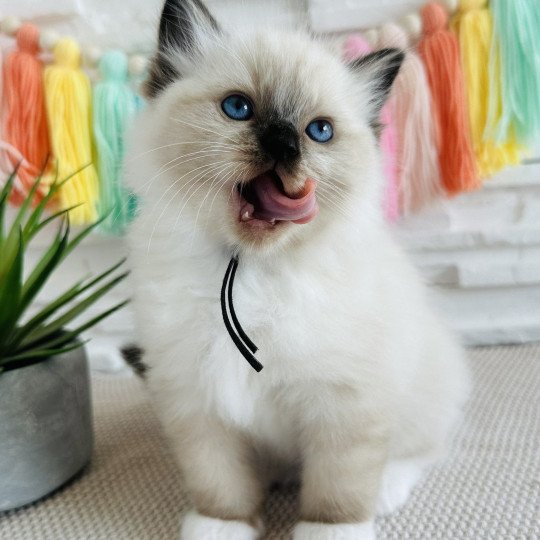 Aristo Mâle Ragdoll