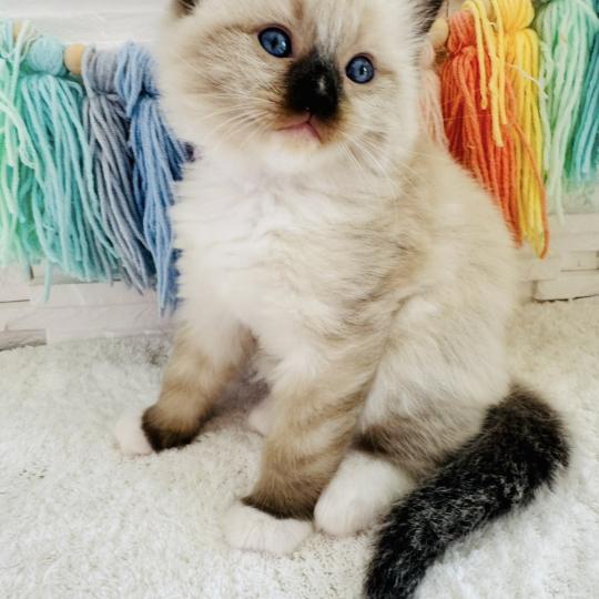 chaton Ragdoll seal point mitted Barbouille Chatterie des Nuits d'Or