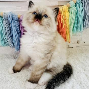 chaton Ragdoll seal point mitted Barbouille Chatterie des Nuits d'Or