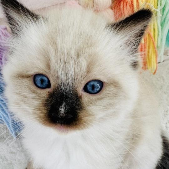 chaton Ragdoll seal point mitted Barbouille Chatterie des Nuits d'Or