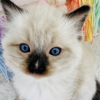 chaton Ragdoll seal point mitted Barbouille Chatterie des Nuits d'Or