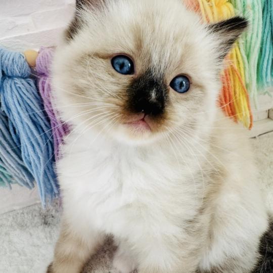 chaton Ragdoll seal point mitted Barbouille Chatterie des Nuits d'Or