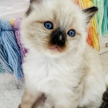 chaton Ragdoll seal point mitted Barbouille Chatterie des Nuits d'Or