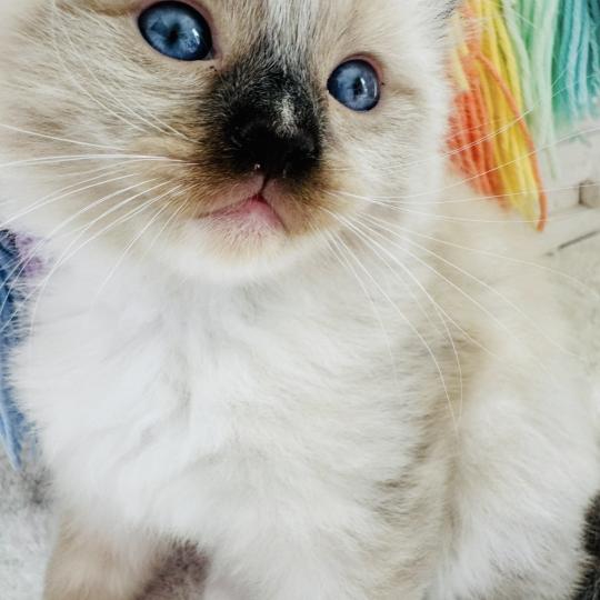 chaton Ragdoll seal point mitted Barbouille Chatterie des Nuits d'Or