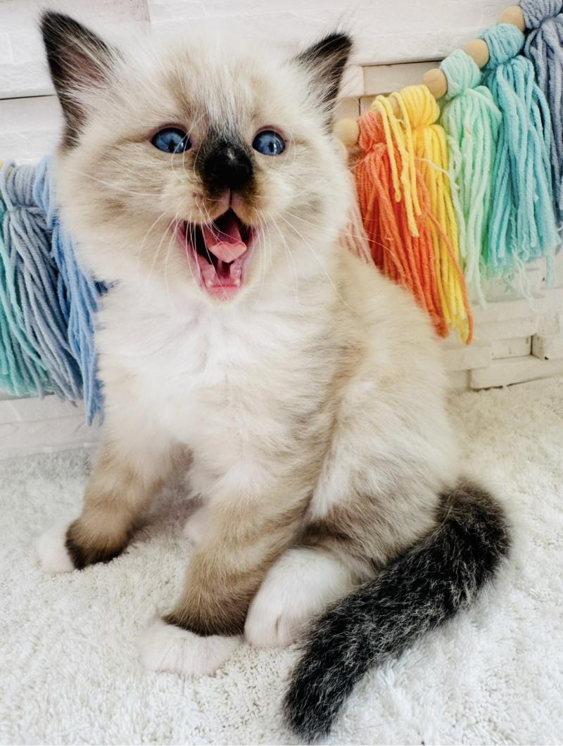 Barbouille des Nuits d'Or Mâle Ragdoll