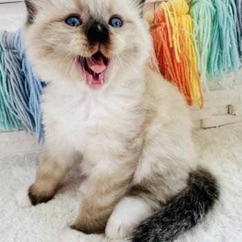 chaton Ragdoll seal point mitted Barbouille Chatterie des Nuits d'Or