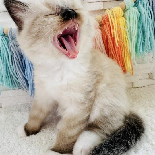 chaton Ragdoll seal point mitted Barbouille Chatterie des Nuits d'Or