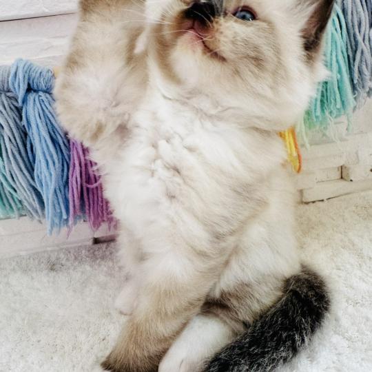 chaton Ragdoll seal point mitted Barbouille Chatterie des Nuits d'Or
