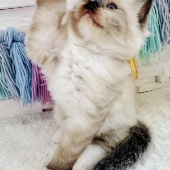 chaton Ragdoll seal point mitted Barbouille Chatterie des Nuits d'Or