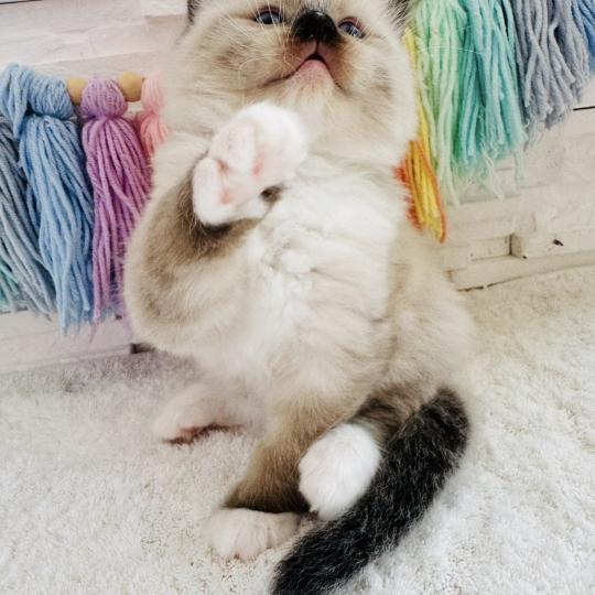 chaton Ragdoll seal point mitted Barbouille Chatterie des Nuits d'Or