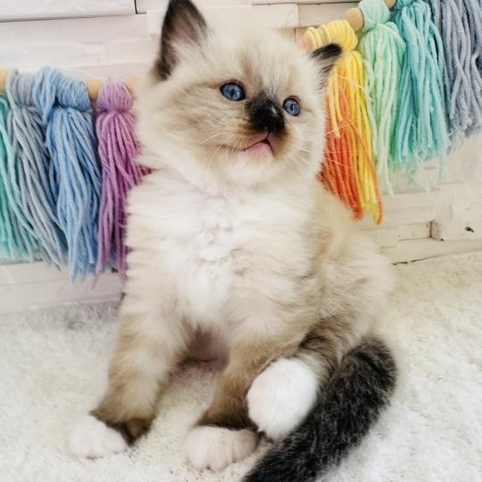 chaton Ragdoll seal point mitted Barbouille Chatterie des Nuits d'Or
