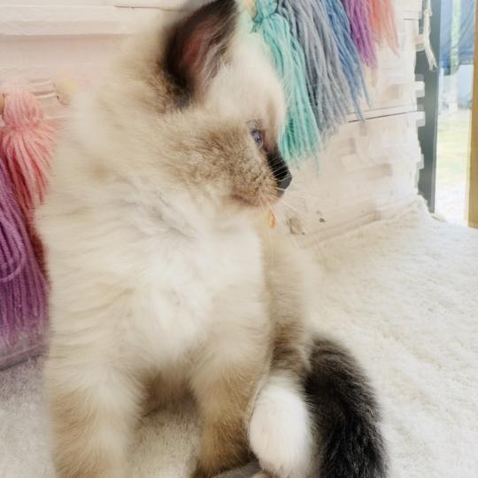 chaton Ragdoll seal point mitted Barbouille Chatterie des Nuits d'Or