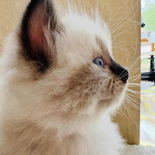chaton Ragdoll seal point mitted Barbouille Chatterie des Nuits d'Or