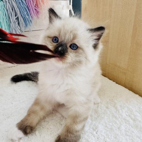 chaton Ragdoll seal point mitted Barbouille Chatterie des Nuits d'Or