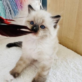 chaton Ragdoll seal point mitted Barbouille Chatterie des Nuits d'Or