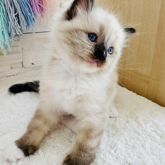 chaton Ragdoll seal point mitted Barbouille Chatterie des Nuits d'Or