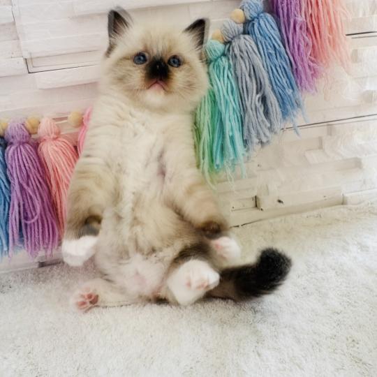 chaton Ragdoll seal point mitted Barbouille Chatterie des Nuits d'Or
