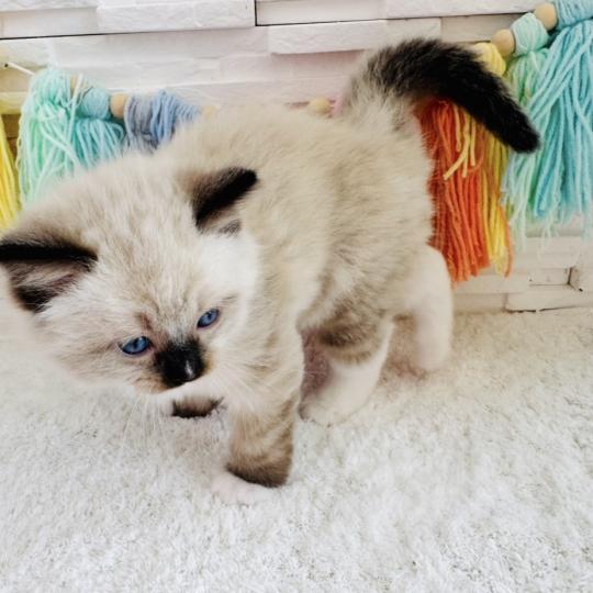 chaton Ragdoll seal point mitted Barbouille Chatterie des Nuits d'Or