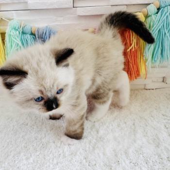 chaton Ragdoll seal point mitted Barbouille Chatterie des Nuits d'Or