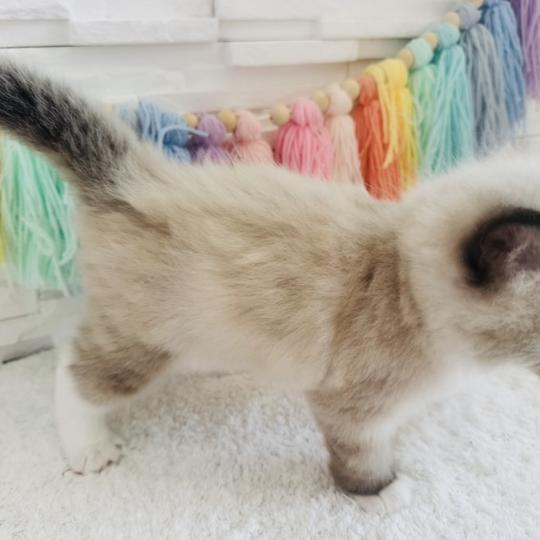 chaton Ragdoll seal point mitted Barbouille Chatterie des Nuits d'Or