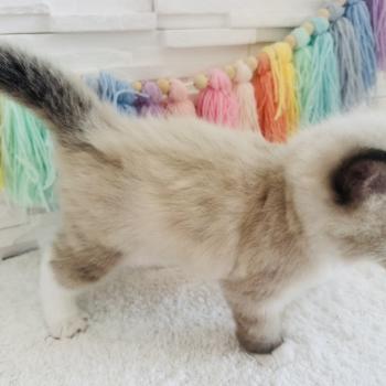 chaton Ragdoll seal point mitted Barbouille Chatterie des Nuits d'Or