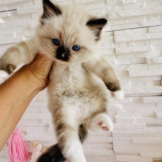 chaton Ragdoll seal point mitted Barbouille Chatterie des Nuits d'Or