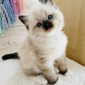 chaton Ragdoll seal point mitted Barbouille Chatterie des Nuits d'Or