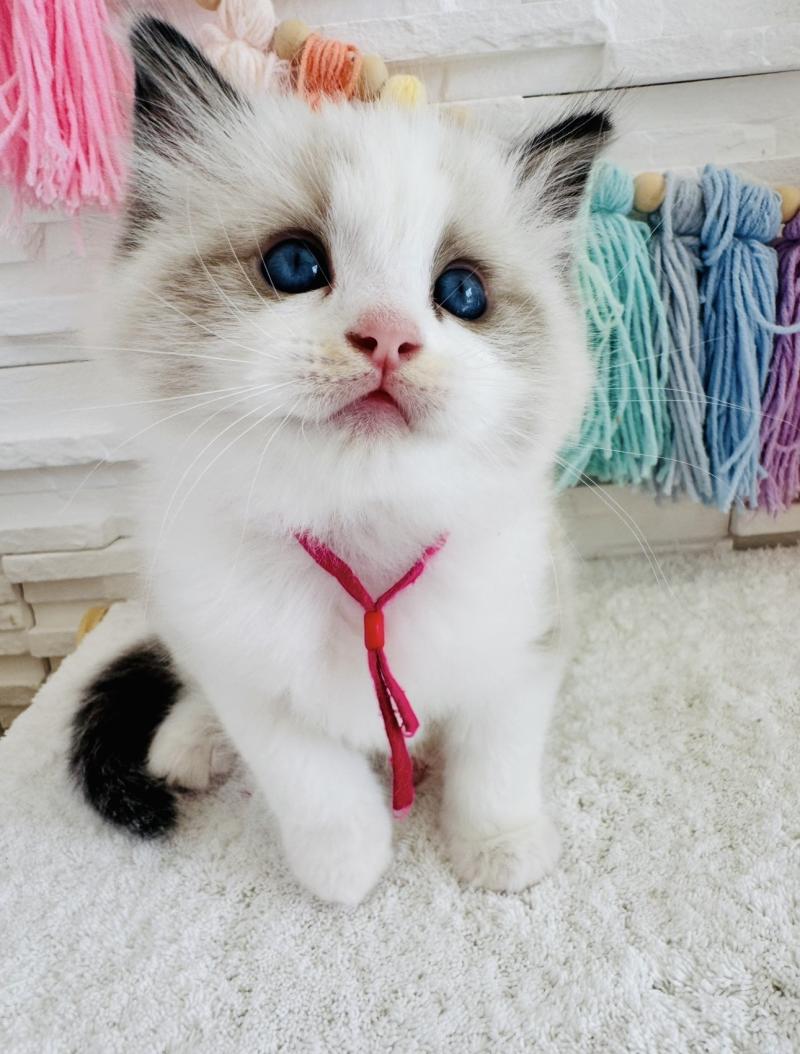 Bella Vita des Nuits d'Or Femelle Ragdoll