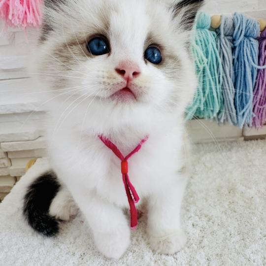 chaton Ragdoll black bicolor Bella Vita Chatterie des Nuits d'Or