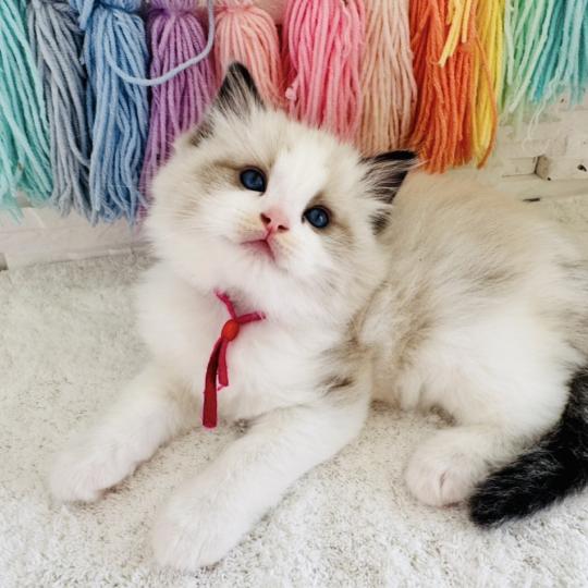 chaton Ragdoll black bicolor Bella Vita Chatterie des Nuits d'Or