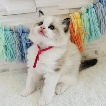 chaton Ragdoll black bicolor Bella Vita Chatterie des Nuits d'Or