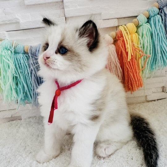 chaton Ragdoll black bicolor Bella Vita Chatterie des Nuits d'Or