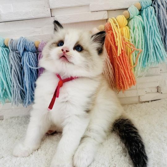 chaton Ragdoll black bicolor Bella Vita Chatterie des Nuits d'Or