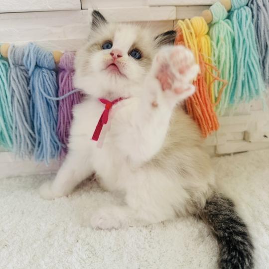 chaton Ragdoll black bicolor Bella Vita Chatterie des Nuits d'Or