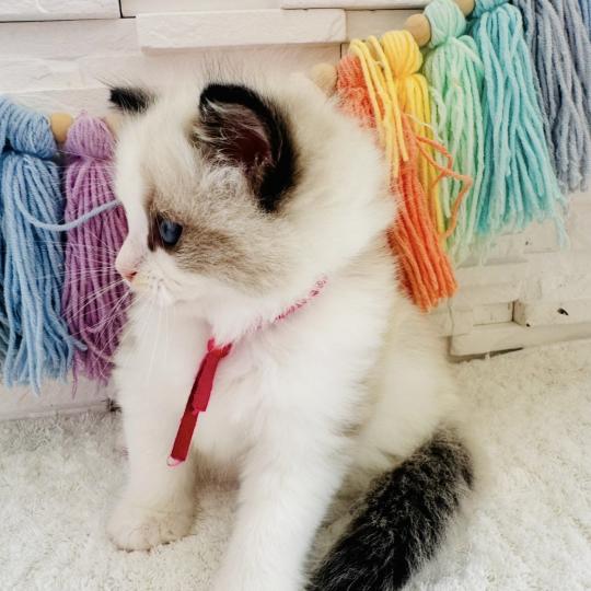 chaton Ragdoll black bicolor Bella Vita Chatterie des Nuits d'Or