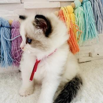 chaton Ragdoll black bicolor Bella Vita Chatterie des Nuits d'Or