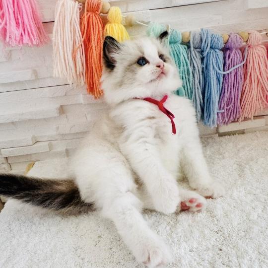 chaton Ragdoll black bicolor Bella Vita Chatterie des Nuits d'Or